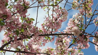 Pale pink cherry blossoms in full bloom on spreading branches against a bright blue sky with light clouds in Washington, DC.